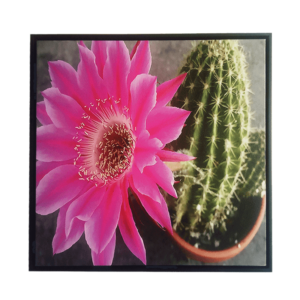 Quadro Botânico Cactus c/ Flor Rosa em Tecido CANVAS para Sala Hall Área Externa, 53X53cm, Quadro Emoldurado na cor Preto