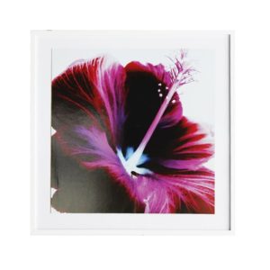 Par de Quadros Flor de Hibisco Roxa “A & B” para Sala Quarto Hotéis Escritório, 60x60cm C/ Vidro 3mm e Moldura Reta na cor Branca