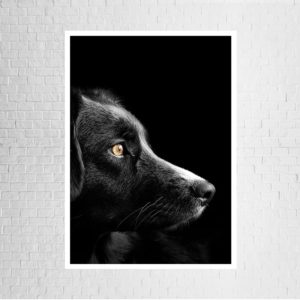 Quadro Animal Cão e Gato “A & B” para Sala Quarto Hall Escritório, 35x50cm C/ Vidro 3mm e Moldura na cor Preta
