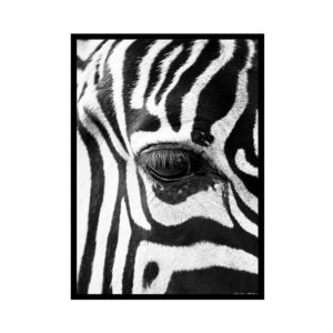 Quadro Animal Zebras “A & B” para Sala Quarto Hall Escritório, 35x50cm C/ Vidro 3mm e Moldura na cor Preta