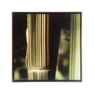 Par de Quadros Botânicos Bambuzal em Tecido CANVAS para Sala Quarto Hall Escritório, 60X60cm, Quadro Emoldurado, Moldura na cor Castanho.