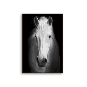 Quadro “Cavalo Branco” para salas, Quartos, Hotéis e Escritórios. Com VIDRO 3mm e Moldura na cor preta
